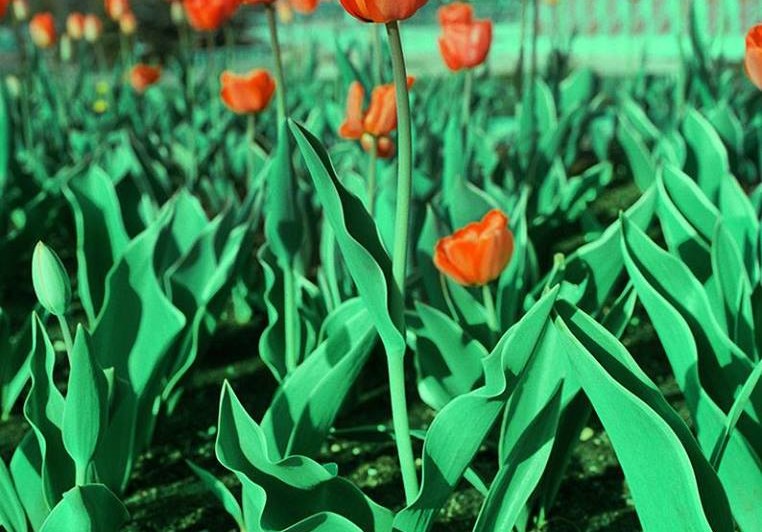 tulips-762x532